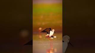 Blackwinged stilt meeting view blackwinged stilt meeting shorts short trending birds new [upl. by Schapira]