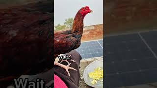 See What Happen To Roosters After Eating Egg  youtubeshorts aseelmurga aseellovers shorts [upl. by Chapa]