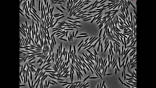 Motions of Swarming E coli Bacteria [upl. by Premer114]