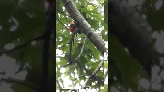 Scarlet Tanager Calling Way Up High In The Trees shorts [upl. by Jayme333]