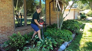 EASY Penstemon Layering to Increase Stock  Plant Propagation  Gardening Tips  Perennial Garden [upl. by Nainatrad]