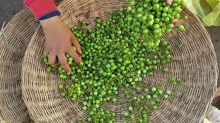 Pea Eggplant Solanum torvum [upl. by Anyt]