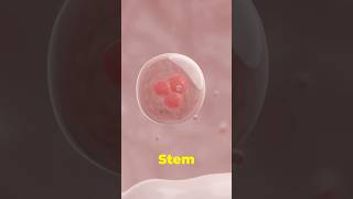 “Can Stem Cells Regrow Teeth and Hair” [upl. by Kaslik]