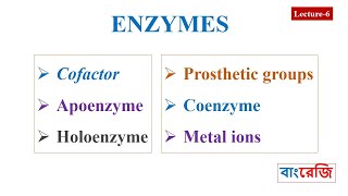 Cofactors Apoenzyme Holoenzyme Prosthetic groups Coenzyme [upl. by Dennison]