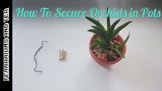 How To Secure Orchids in Pots [upl. by Gilmour]