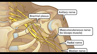 Musculocutaneous nerve amp median nerve [upl. by Adolphus]