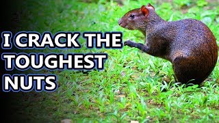 Agouti facts tougher than nuts  Animal Fact Files [upl. by Faye]