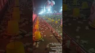 Ternak broiler babelan betawi chicken poultryfarming [upl. by Jarid]