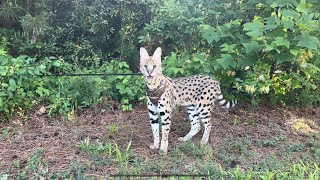 Wild Feral Serval Cat on a Leash [upl. by Friedlander]