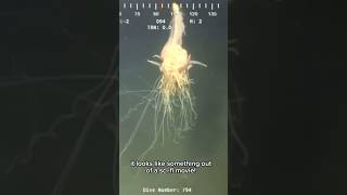 New Deep Sea Creature Discovered shorts shortsvideo [upl. by Htiduj]