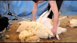 Sheep Shearing Demonstration [upl. by Enial]