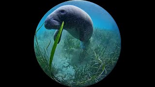 Silver Spring underwater manatee camera [upl. by Francene901]