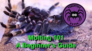 Molting 101  A Beginners Guide [upl. by Cormier]