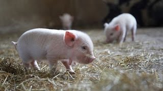 How To Breed Micro Pigs [upl. by Vivl]