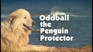 Meet The Penguin Protector Oddball [upl. by Spohr765]