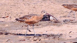 Longbilled Curlew [upl. by Yrojram]