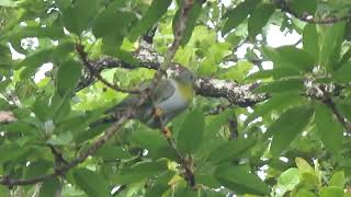 Yellowfooted amp Thickbilled Green Pigeon Mae Ping National Park Thailand 19 Sept 2024 [upl. by Ainafetse]