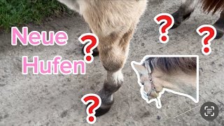 Ragadi bekommt neue Hufen 😍🐴 [upl. by Nerland33]