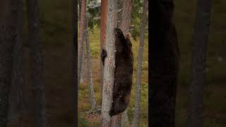 Bear climb in tree animals shortvideo shorts shortsvideo [upl. by Anna-Maria]