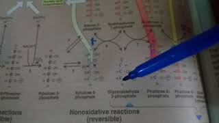 PENTOSE PHOSPHATE PATHWAY part 2non oxidative reactions [upl. by Armmat]