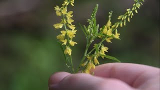 Yellow Sweet Clover Identification  Wild Edible and Medicinal Plants [upl. by Lehpar]