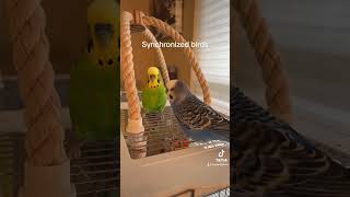 Spontaneous synchronization of parakeet dance bird budgies parakeet birb kiwiandpixel [upl. by Naanac]