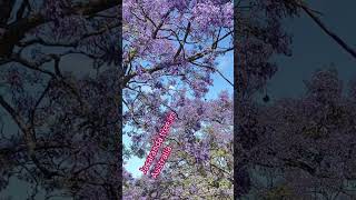 Jacaranda tree australia love australiancapital halloween travel sydneyview [upl. by Amalee]