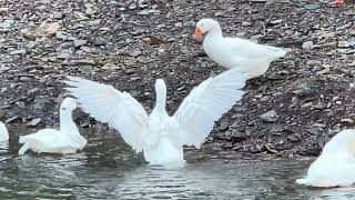 Stalking the pretty Embden Geese [upl. by Ecined]