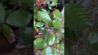 Blackberries in November  Brussels by thanksgiving hope subscribe garden outdoors subscribe [upl. by Eseryt780]