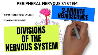 2Minute Neuroscience Divisions of the Nervous System [upl. by Anitsyrc3]