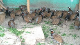 Black francolin voice Francolin calling his mate صوت فرانكولين رمادي غراي فرانكولين يدعو رفيقه [upl. by Aimas]