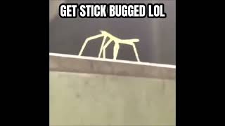 Get stick bugged lol BUT its voiced over [upl. by Naitsirc545]