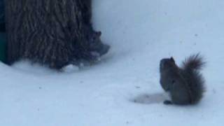 squirrel vs rat standoff [upl. by Bergin110]