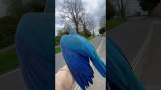 Macaws screaming to go outside… [upl. by Zima46]