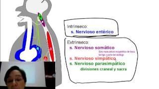 Fisiología del aparato digestivo Introducción 3 [upl. by Enyrat393]