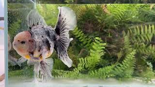 15141 Kirin Rosetail Oranda [upl. by Junko436]