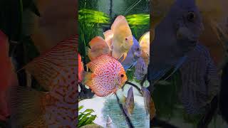 Saturday discus sideview colours aquarium discusfish [upl. by Notsrik]