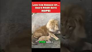 Lion Cub’s Brave Move Gets Shut Down by Dad’s Epic Roar [upl. by Capon]