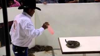 Sweetwater Rattlesnake Roundup2013 [upl. by Doherty]