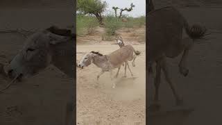 donkey ytshortsvideo animals donkey funnyanimal funny donkeyfarm [upl. by Scribner]