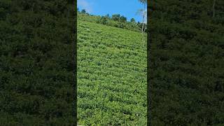 Tea plantation Go down deh nature shorts Peermade [upl. by Thirzi]