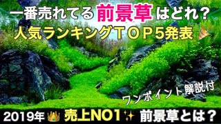 発表！前景草 人気ランキング Best５2019年に最も売れた前景草TOP５を育成のポイント共に解説！水草水槽で前景草に迷った時はこれ！アクアリウムのノウハウ [upl. by Trudey262]