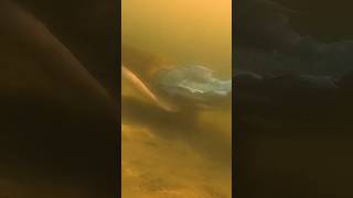 Diver Captures Footage of a Mermaid Swimming in the Lake realmermaid mermaidfound mermaid [upl. by Kettie]