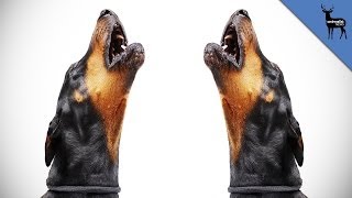 Why Do Dogs Howl [upl. by Yttap]