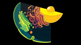 Sistema endomembranas Retículo endoplásmico y aparato de golgi [upl. by Stochmal]