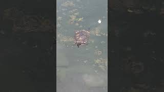 Active and Energetic Turtle Swimming Happily at the Pond shortvideo juronglakegardens testudines [upl. by Saul]