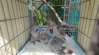 Baby African Greys outside with Dad for the first time Part 1 [upl. by Victory]