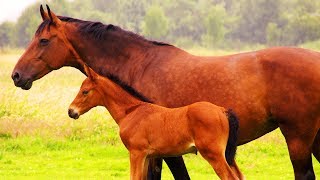 Les animaux de la ferme  Le Cheval [upl. by Lenora]