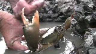 Mud Crabs Wild in Australia Johnny M  fishawoongacom [upl. by Isabea]