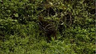 Indian Spotted Chevrotain Moschiola indica [upl. by Liryc]